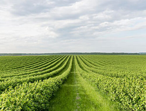 Revolutionizing Agriculture: The Power of SAF Technology by Magdy Khamis Group